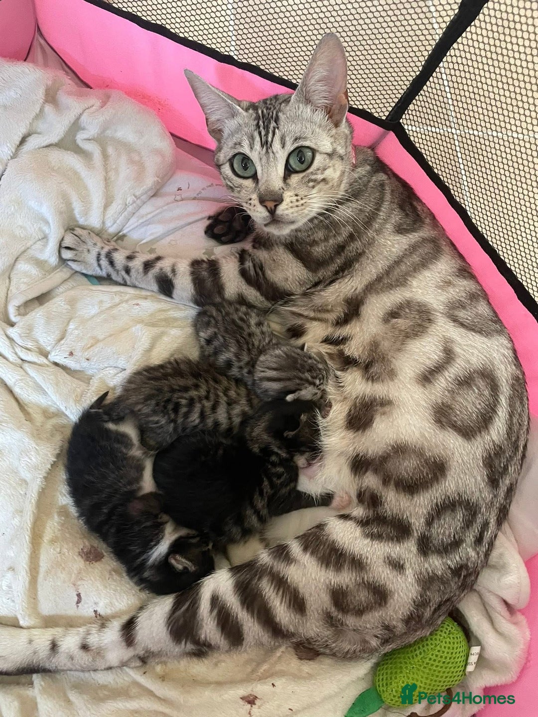 Bengal cats for sale: Beautiful Bengal kittens  - Image 7