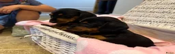 Miniature Dachshund dogs for sale: Beautiful Miniature Dachshunds - 2 boys left - Advert 7