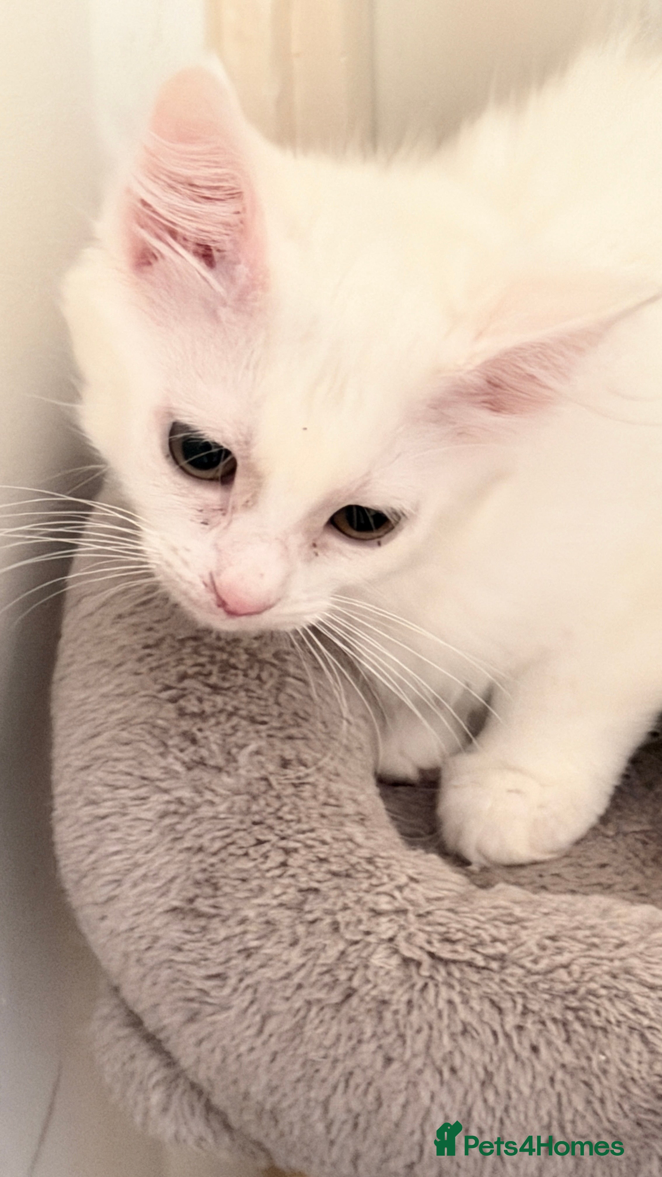 Turkish Van cats Turkish Van Kittens – Ready for Loving Homes - Advert 2