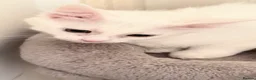 Turkish Van cats for sale: Turkish Van Kittens – Ready for Loving Homes - Advert 2