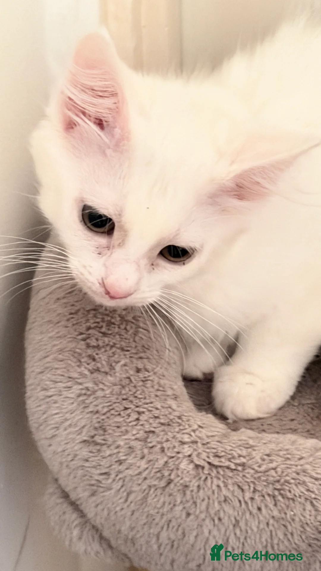 Turkish Van cats for sale: Turkish Van Kittens – Ready for Loving Homes - Advert 2