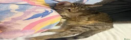Domestic Shorthair cats for sale: Kitten for sale  in Wymondham - Advert 6