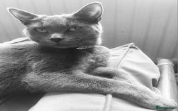 British Shorthair cats for sale: Beautiful grey kittens - ready from 14/9/25 - Image 8