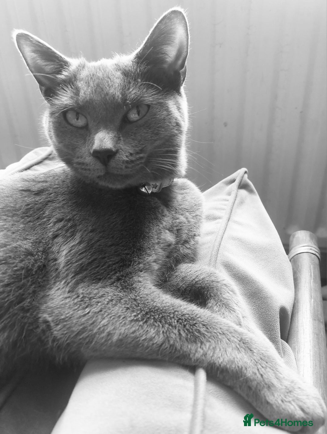 British Shorthair cats for sale: Beautiful grey kittens - ready from 14/9/25 - Image 8