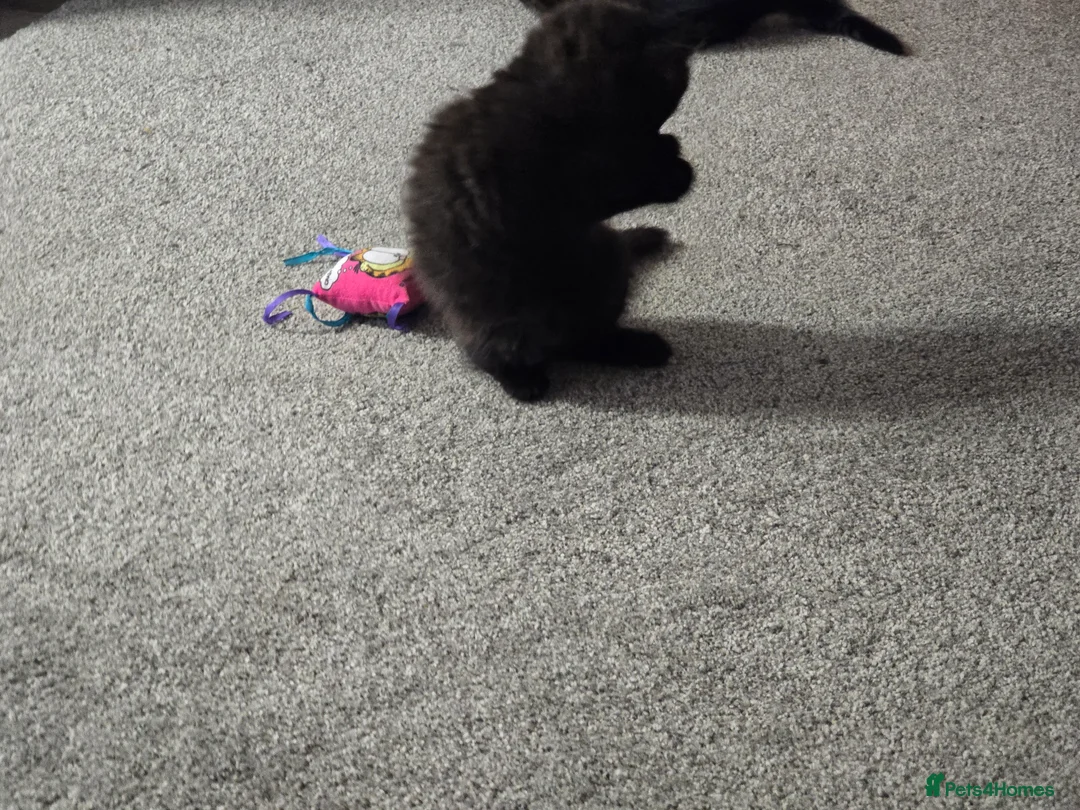Mixed Breed cats for sale: Mainecoon cross tabby kittens £100 ONO - Advert 29