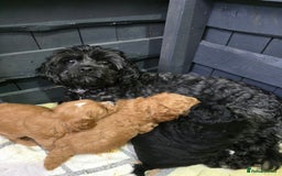 Shihpoo dogs for sale: Toy Poodle x Last Little Girl Ready Now  - Image 2