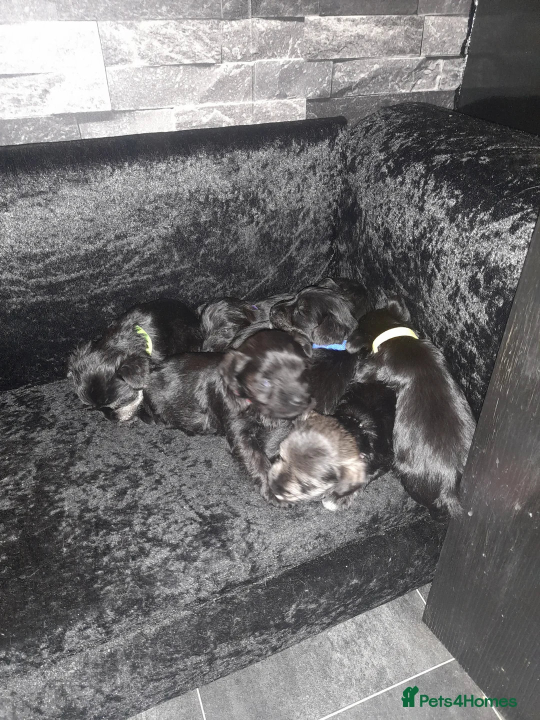 Mixed Breed dogs for sale: Snorkie pups - Advert 18