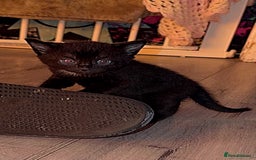 Bombay cats for sale: Bombay x birth shorthair - Image 2