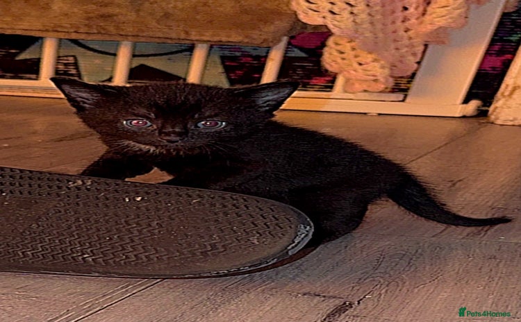 Bombay cats - Advert 1
