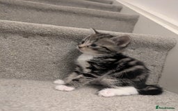 Mixed Breed cats for sale: Adorable kittens looking for a forever home - Image 3