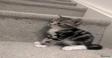 Mixed Breed cats - Advert 2