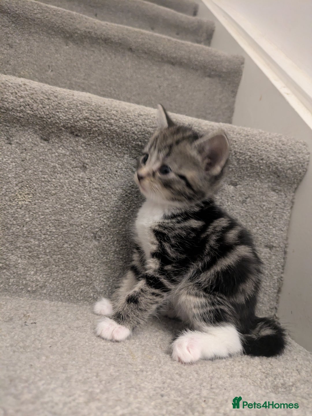 Mixed Breed cats for sale: Adorable kittens looking for a forever home - Image 3