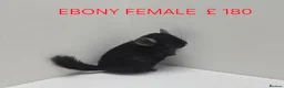 Chinchilla rodents for sale: STUNNING BABIES CHINCHILLA MIX COLOURS AND GENDER  - Advert 4