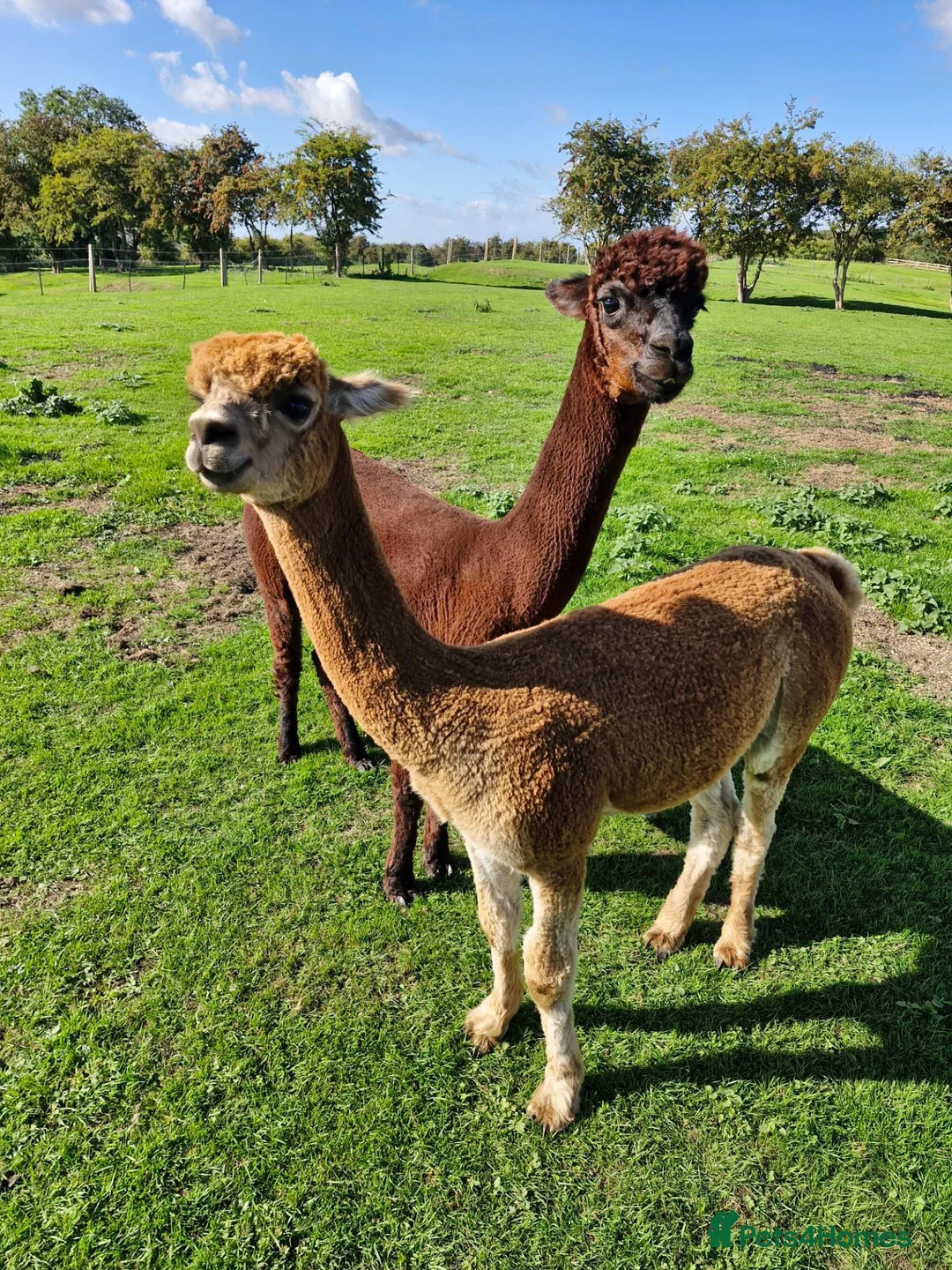 Alpaca livestock for sale: Male Alpaca, 14months old, lovely  calm nature  in Driffield - Advert 7