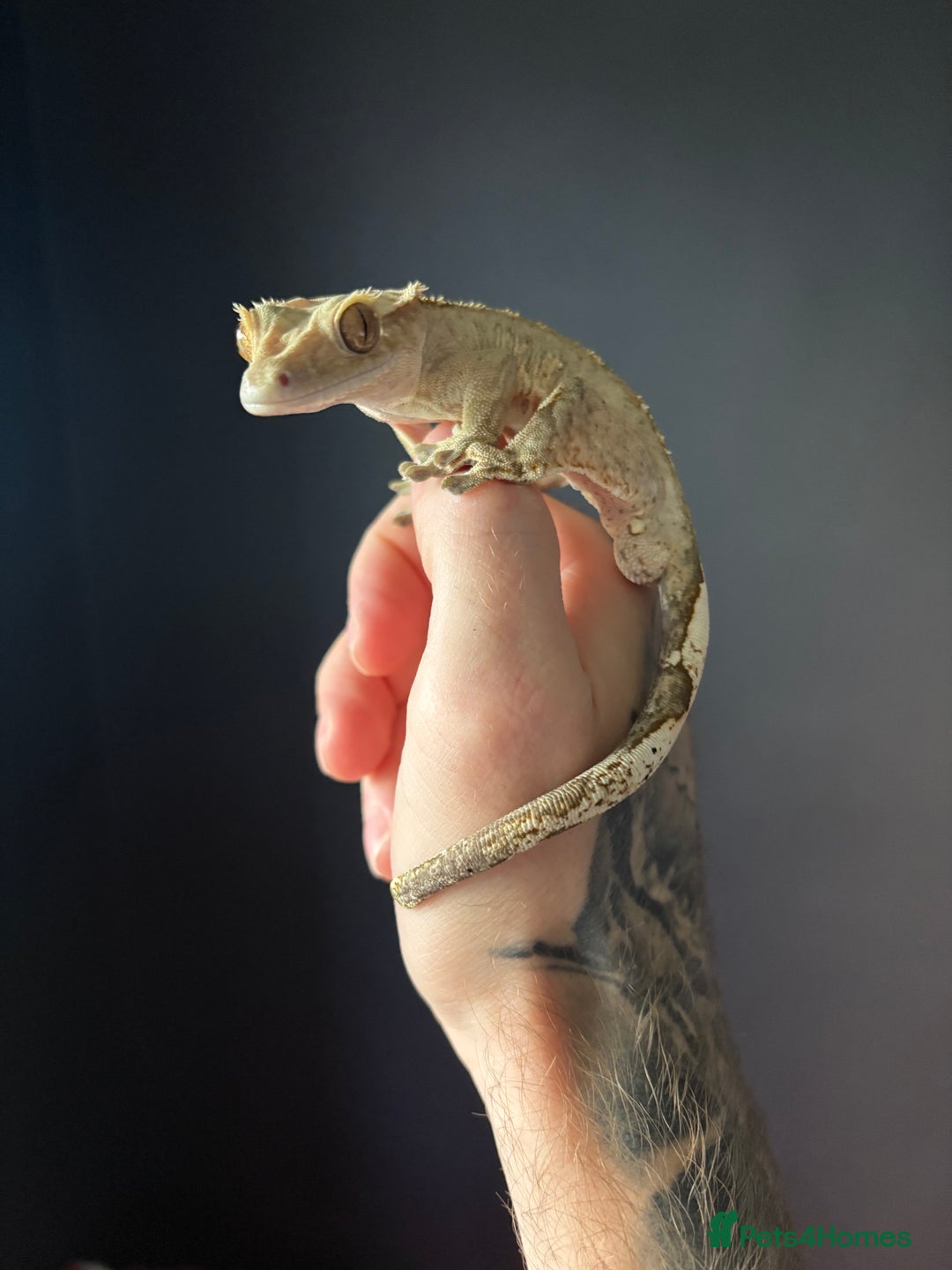 Gecko reptiles for sale: Crested gecko with enclosure  - Advert 3