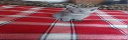 British Shorthair cats for sale: Beatiful Mix-Breed Kittens  in Croydon - Advert 6