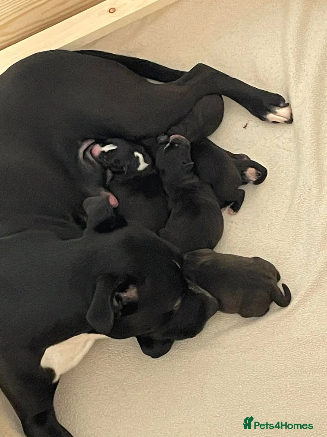 Staffordshire Bull Terrier dogs for sale: Staffordshire Bull Terrier Pups 💙🩷 - Advert 3