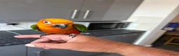 Parrots birds for sale: Jenaday conure in Swindon - Advert 5