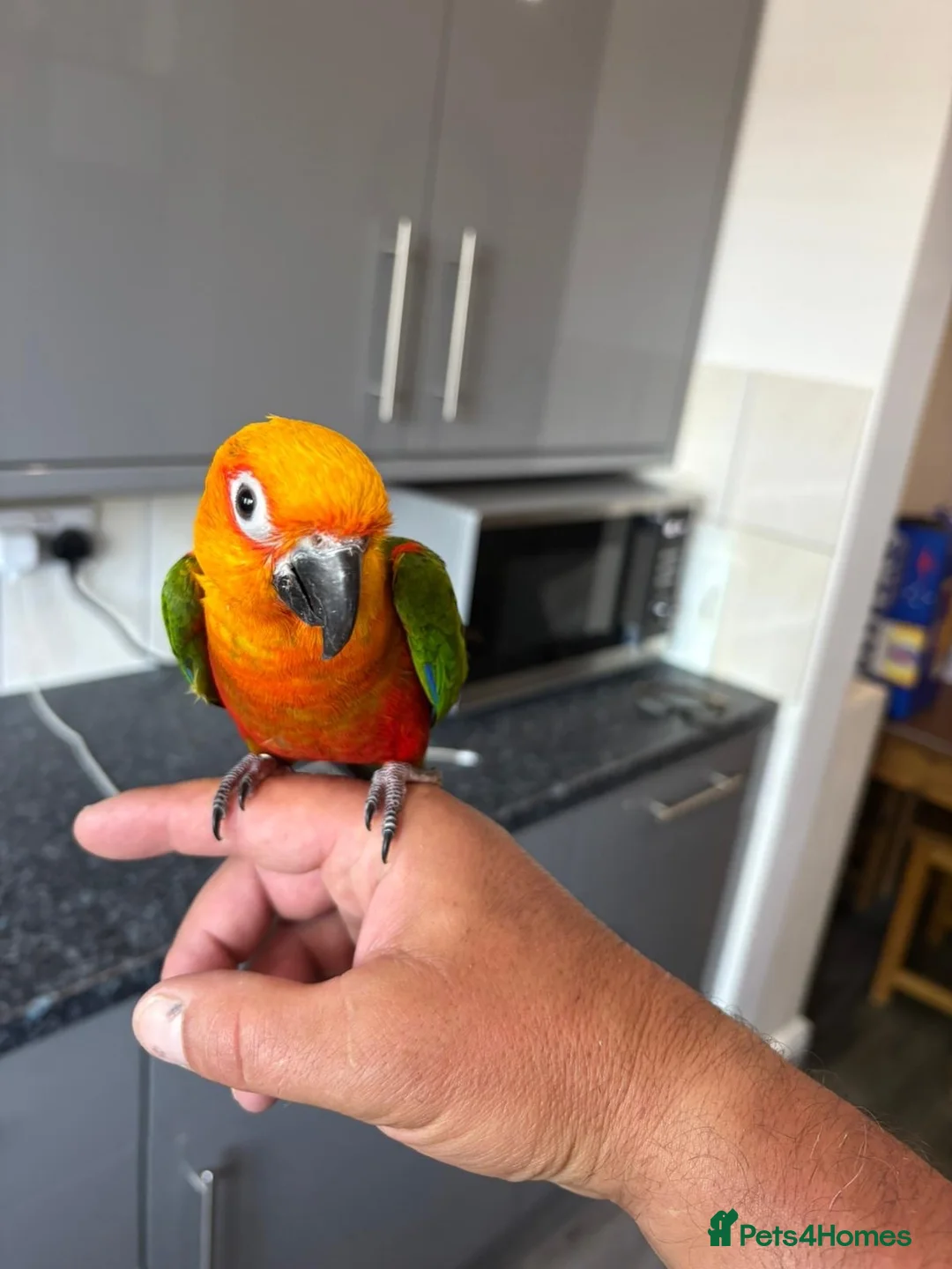 Parrots birds for sale: Jenaday conure in Swindon - Advert 5