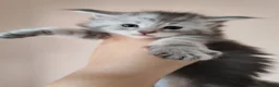 Maine Coon cats for sale: Pure Maine coons kittens ❤️❤️  - Advert 17