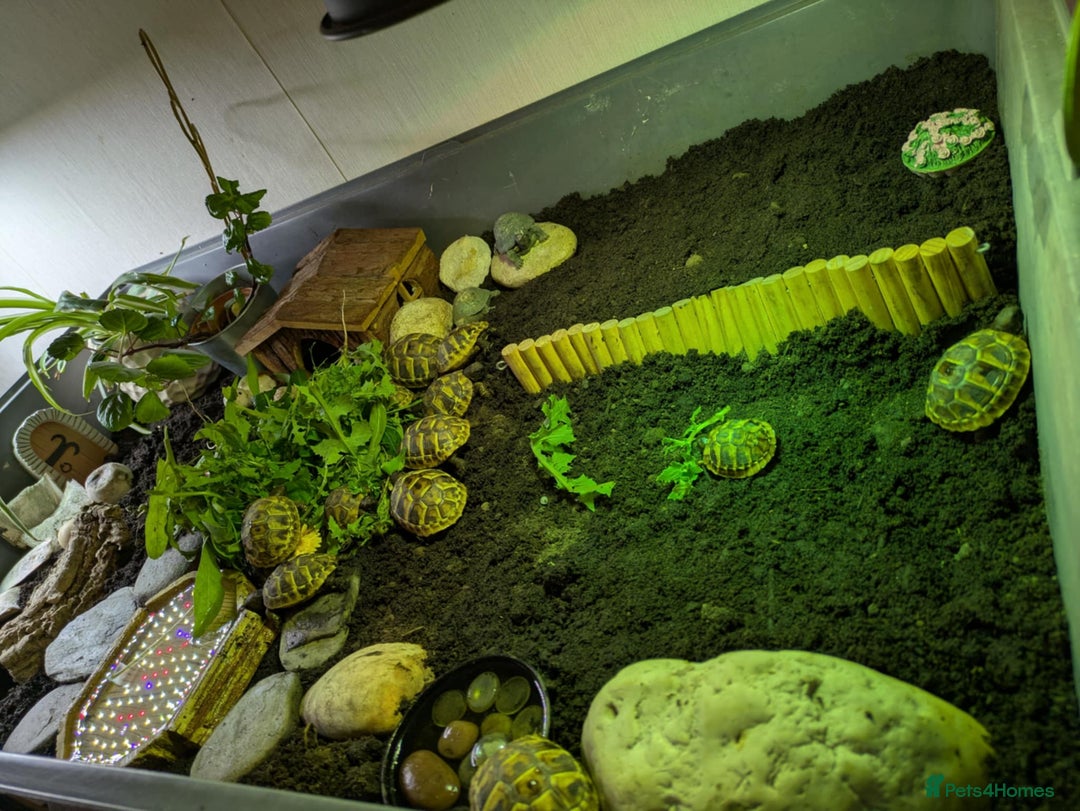 Hermann Tortoise reptiles for sale: Hatchling Hermann tortoises for sale - Advert 3