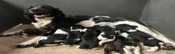 English Springer Spaniel dogs for sale: Beautiful Springer Spaniel Puppies for sale in Honiton - Advert 1