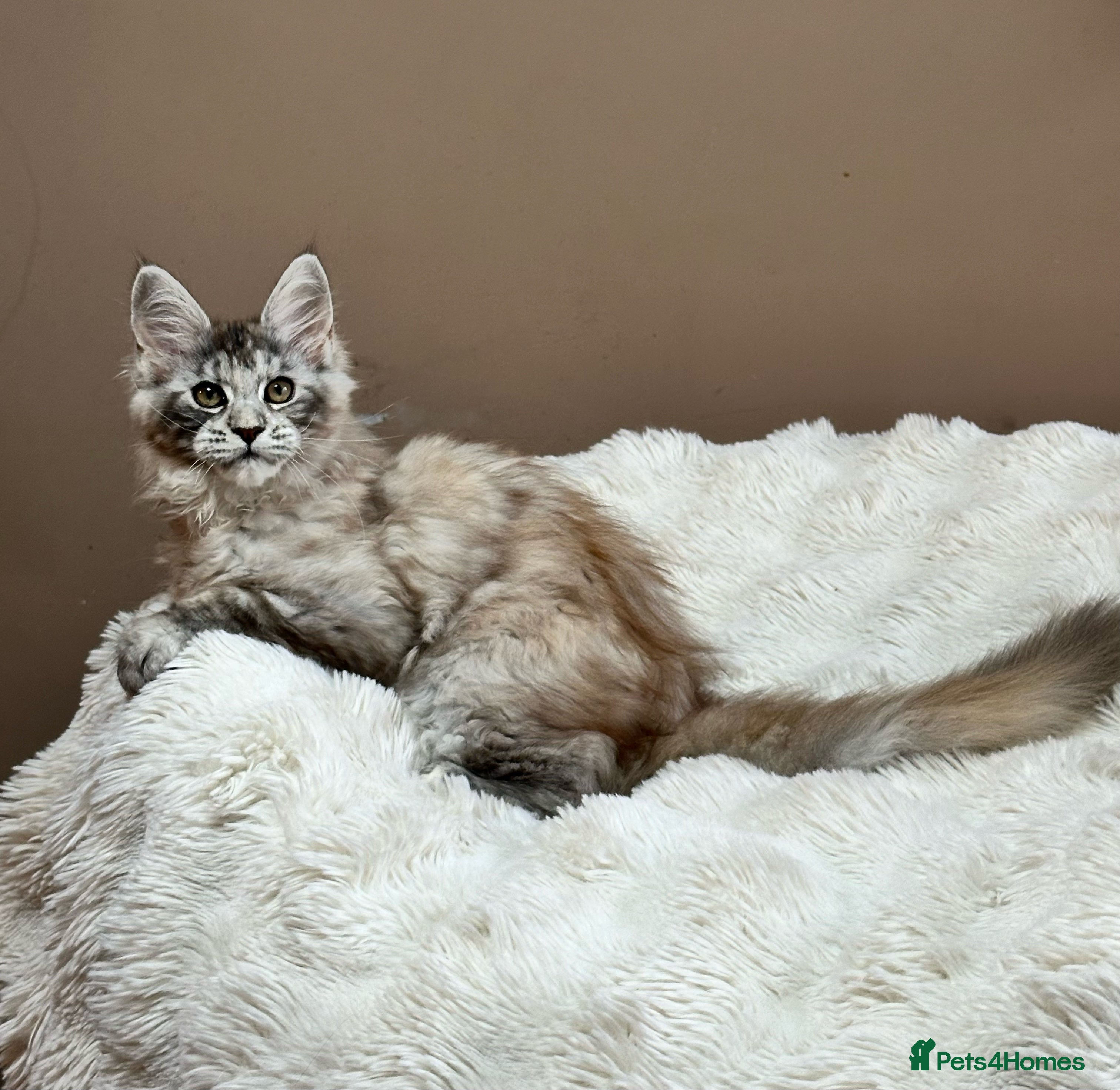 Maine Coon cats Tica Registered maine coon kitten -  - Advert 4