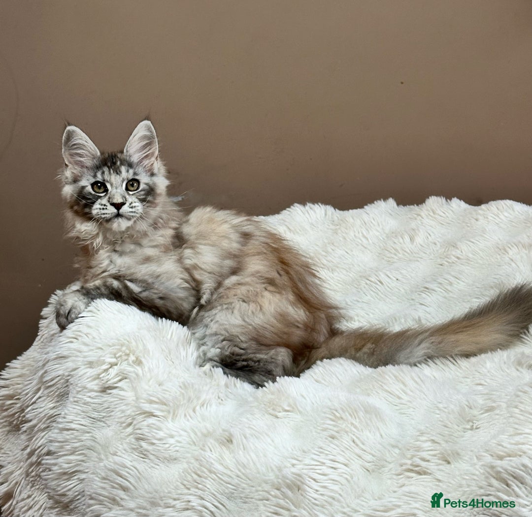 Maine Coon cats for sale: Tica Registered maine coon kitten -  - Advert 1