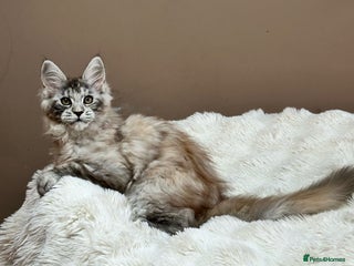 Maine Coon cats Tica Registered maine coon kitten - - Advert 2