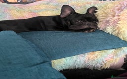 French Bulldog dogs for stud: Beautiful Kali Pack  - Image 4