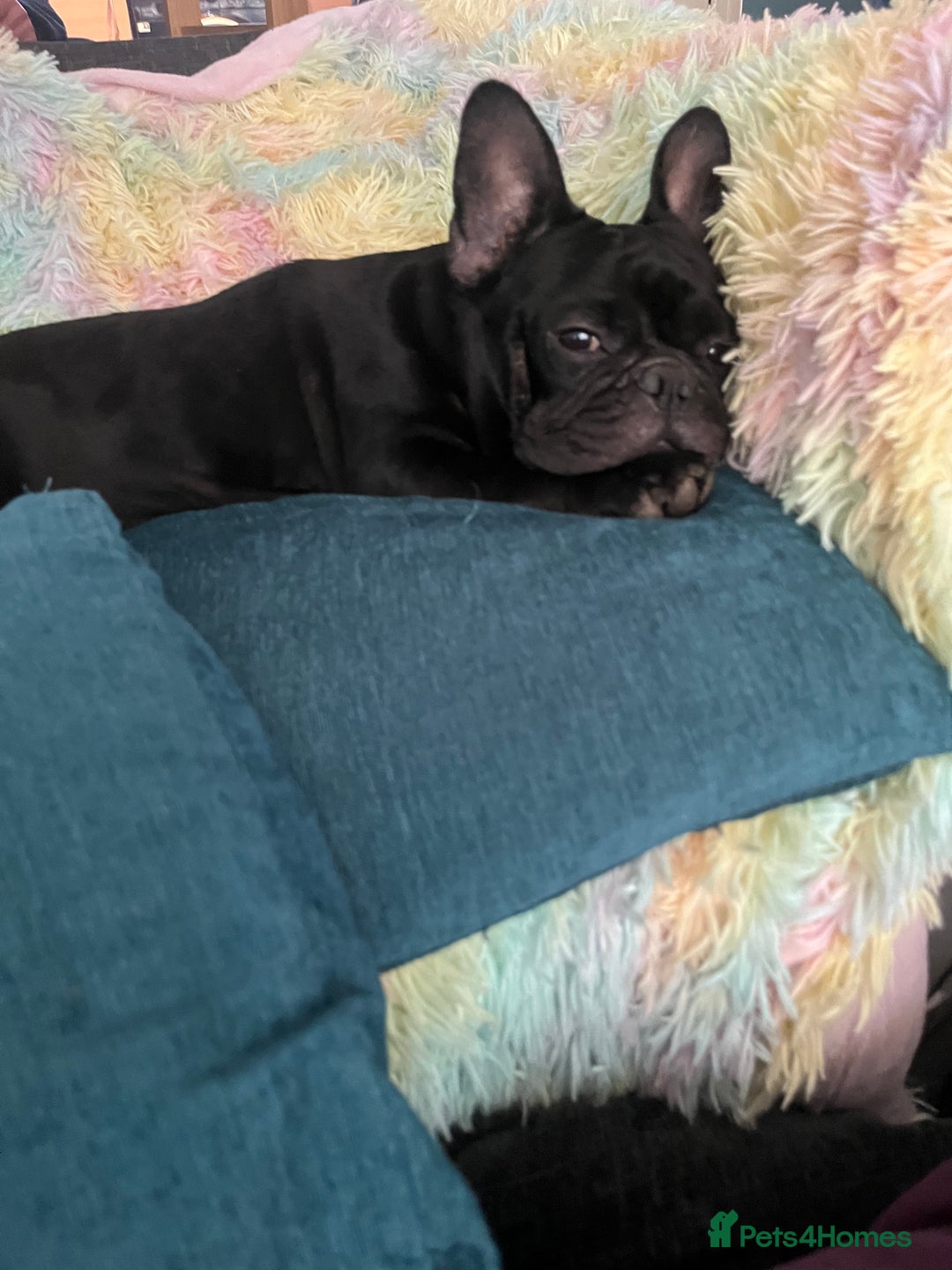 French Bulldog dogs for stud: Beautiful Kali Pack  - Image 4