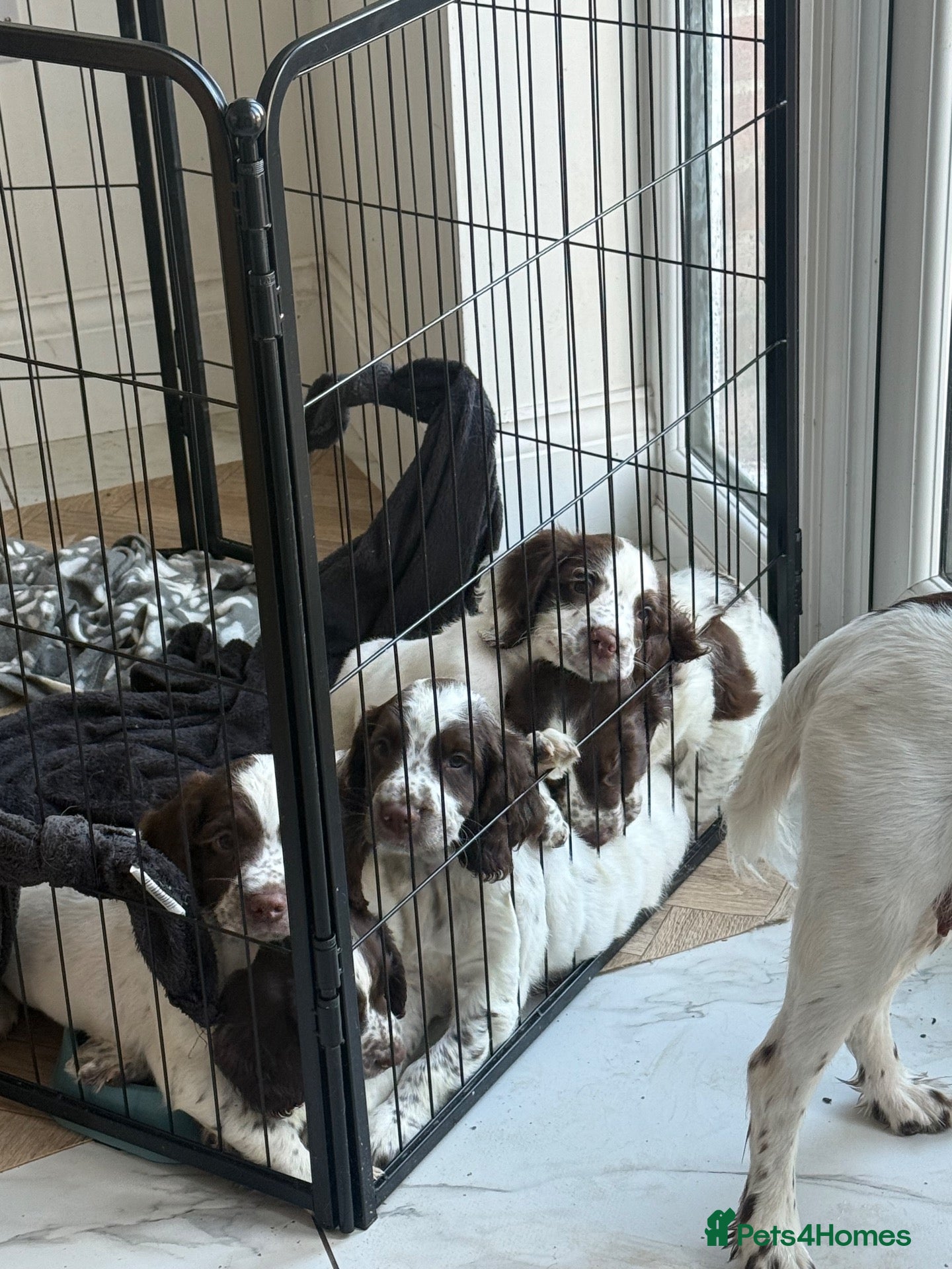 English Springer Spaniel dogs English springer spaniel puppy’s  - Advert 5