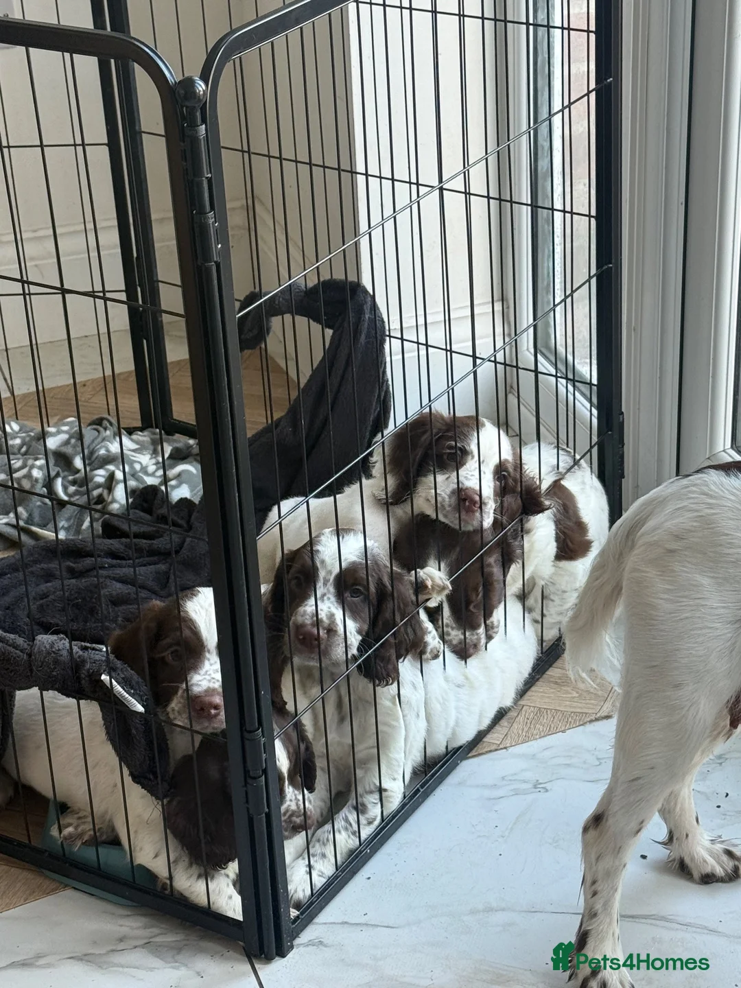 English Springer Spaniel dogs for sale: English springer spaniel puppy’s  - Advert 1