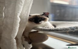 Sphynx cats for sale: Sphynx Brothers  - Image 1