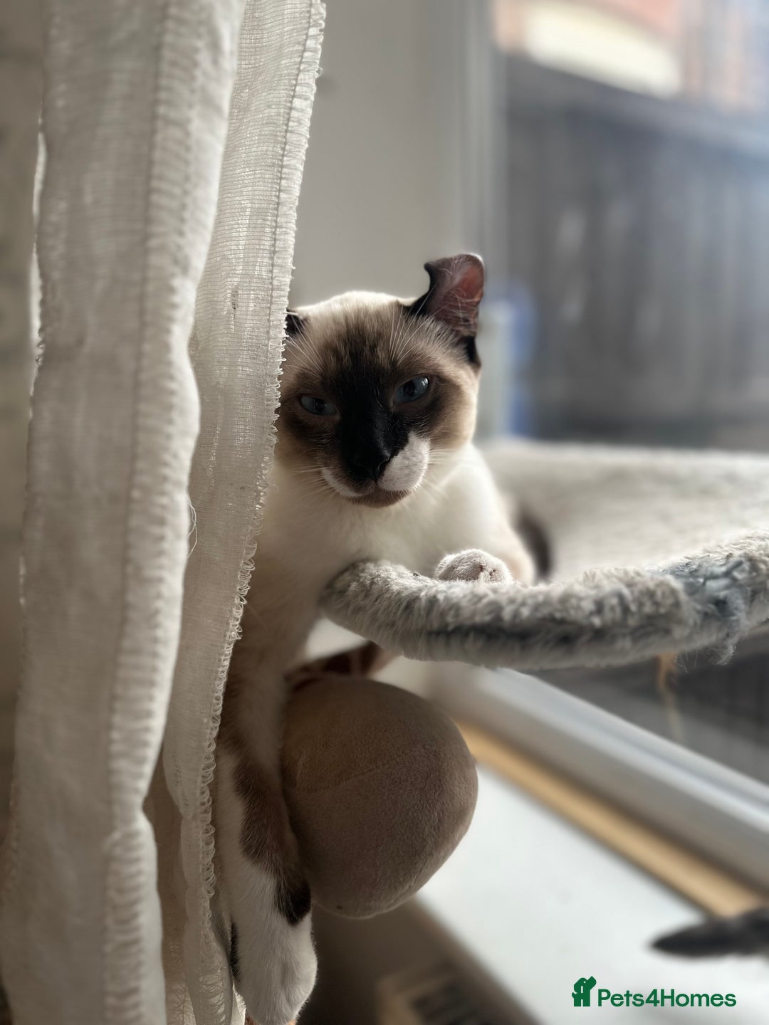 Sphynx cats for sale: Sphynx Brothers  - Image 1