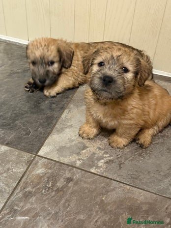 Glen of Imaal Terrier dogs Glen of Imaal terrier puppies - Advert 2