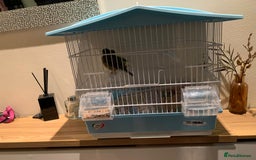 Lovebirds birds for sale: Breeding pair of love birds for sale - Image 9