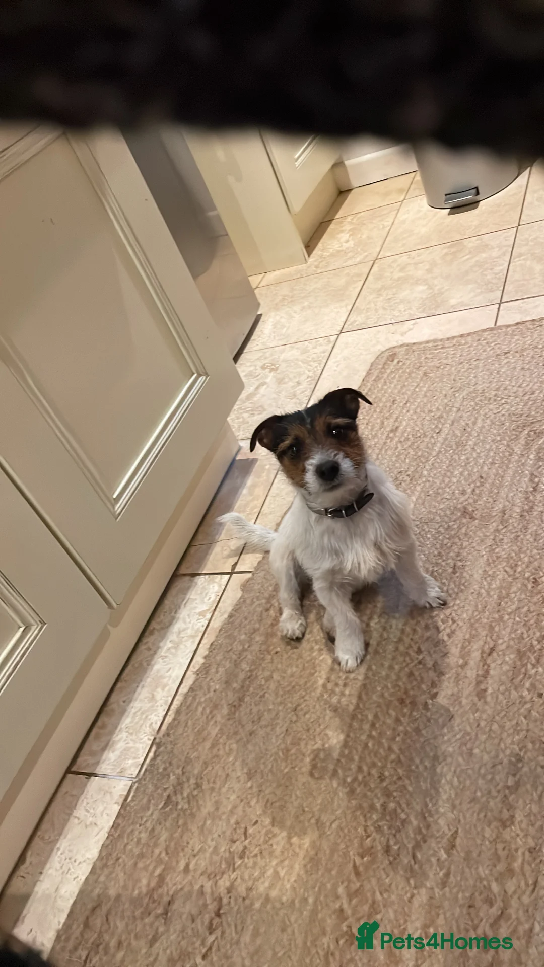 Jack Russell dogs for stud: Jack Russell available for stud in Shrewsbury - Advert 3