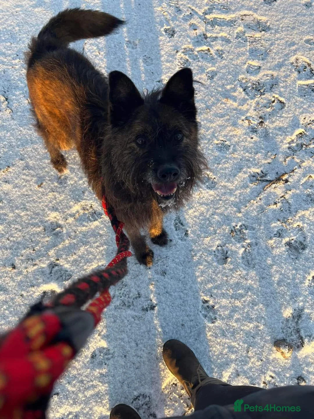 Mixed Breed dogs for adoption: Meet Aran, currently residing in Cheshire  in Nantwich - Advert 6