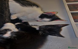 American Shorthair cats for sale: Kittens ready to leave  - Image 3