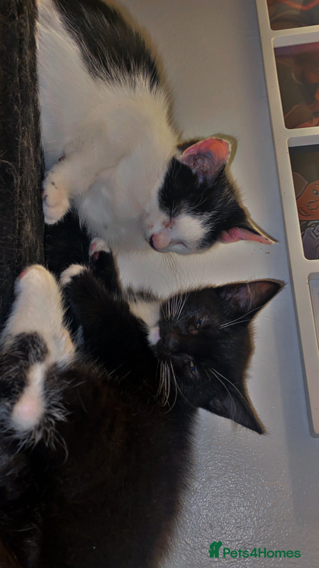 American Shorthair cats for sale: Kittens ready to leave  - Image 3