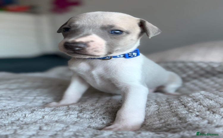 Whippet dogs - Advert 4
