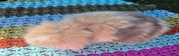 Mini Lop rabbits for sale: 🧡 TEDDYWIDDER X MINI LOP BABIES 😍 - Advert 7