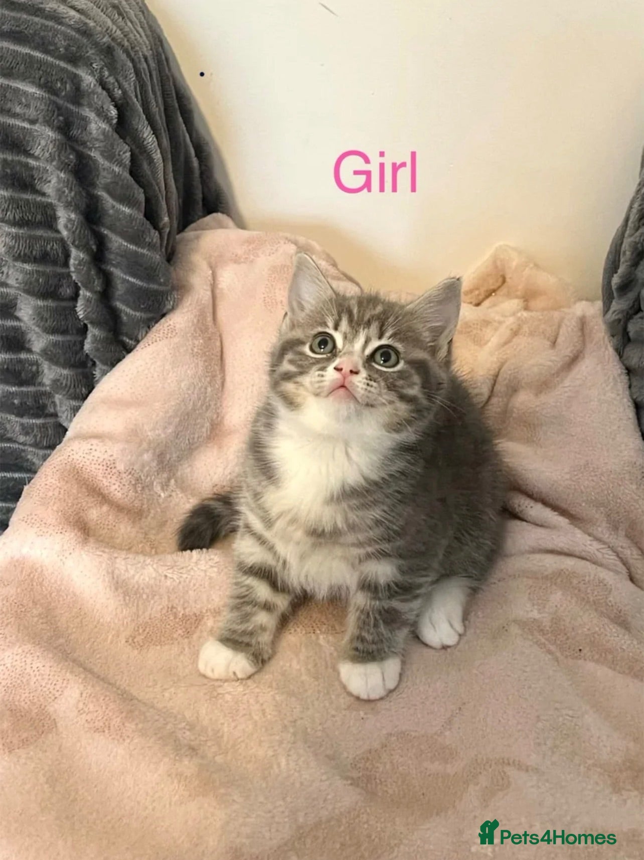 British Shorthair cats British shorthair x Ragdoll blue point kitten 🩷 - Advert 3