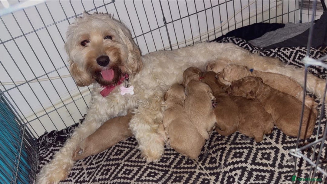 Cockapoo dogs for sale: Male cockapoo - Advert 1