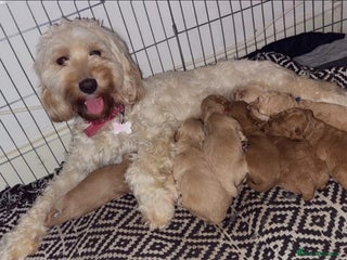 Cockapoo dogs Male cockapoo - Advert 1