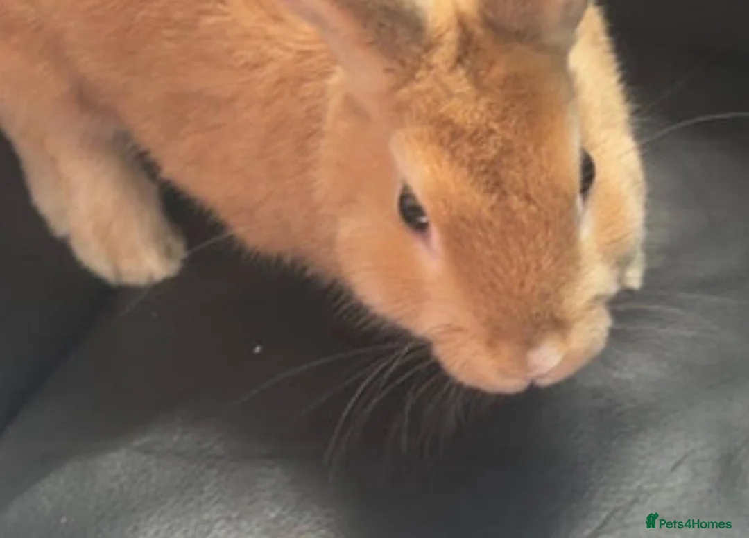 Tan rabbits for sale: 7 week old rabbit for sale in Bristol in Bristol - Advert 2