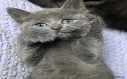 Mixed Breed cats for sale: Gorgeous kittens ready July 23rd - Image 29