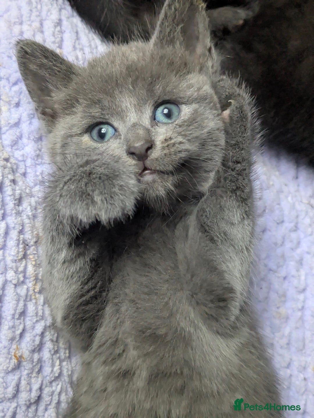 Mixed Breed cats for sale: Gorgeous kittens ready July 23rd - Image 29