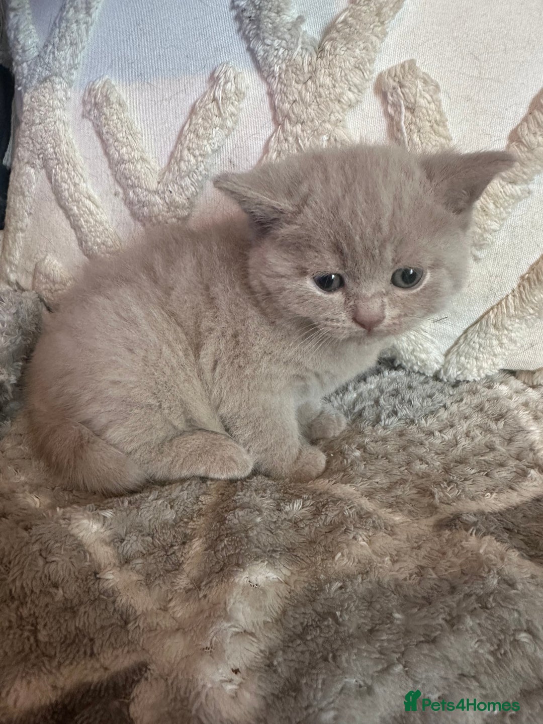 British Shorthair cats for sale: 🏆 BSH Cream male available 🏆 - Image 6
